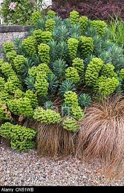 Maybe you would like to learn more about one of these? Stock Photo Garden Border With Euphorbia Characias X Wulfenii Spurge And Carex Comans Bronze Euphorbia Characias Succulent Landscape Design Garden Planning