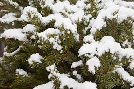 If the twig carries its needles singly, it's a good bet you've got a fir or a spruce. Growing The Douglas Fir In The Home Garden