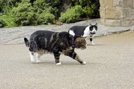 Top picks related reviews newsletter. New Uk Study On The Impact Of Hidden Fences On Cats Dogwatch