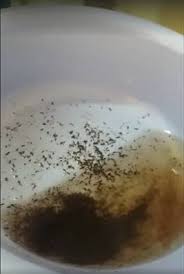 Kết quả tìm kiếm cho 