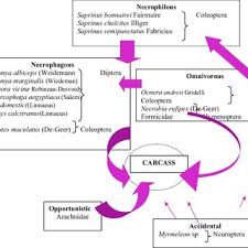 Scheme of the trophic relationships of the representative arthropod...