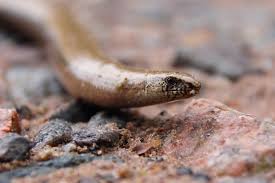 Together with snakes, they make up the order squamata. Legless Lizards All That Slithers Is Not Always Snake Biome Ecology Magazine