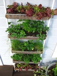 Un Jardin Potager Vertical Avec Des Salades Jardins Potagers Verticaux Potager Vertical Jardin Potager