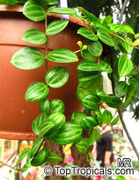 In the growing season (summer), the plant should be kept moist. Peperomia Dahlstedtii Peperomia Fosteri Vining Pepper Toptropicals Com