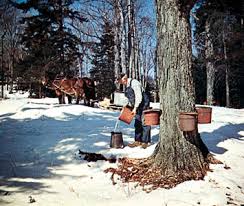 Maple Syrup Britannica