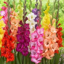 Wholesale flower bulbs and perennials | k. Gladiolus Mix Flower Bulbs à¤« à¤² à¤µà¤° à¤¬à¤² à¤¬ à¤¸ Indian Meadows Delhi Id 23058294897