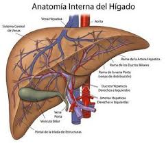 El Higado Es Un Organo Vital Para El Cuerpo Ya Que Tiene Alrededor De 500 Funciones Las Principales Fun Anatomia Y Fisiologia Anatomia Medica Higado Anatomia