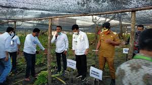 Dan, kini sudah tersedia 1.200 hektar lahan di blora dan ke. Porang Di Jambi Genjot Produksi Tanaman Porang Sumeks Co Petani Porang Cantik Ngrayunsukses Tanam Ribuan Porang Gypcyrose