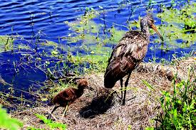 Circle b bar reserve trail is a 4.8 mile moderately trafficked loop trail located near highland city, florida that features a lake and is good for all skill levels. Walks In Nature The Real Florida Awaits At Polk County Circle B Bar Reserve Osprey Observer