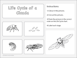 Cicadas spend most of their life underground. Life Cycle Of A Cicada Worksheet 2 Studyladder Interactive Learning Games