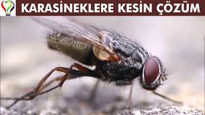 Karasinek Kovucu Nasil Yapilir Karasineklerden Kurtulma Yontemleri Youtube