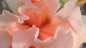 Early summer is wonderful time to visit the garden. A Guide To Choosing Favorite June Perennials For The Garden