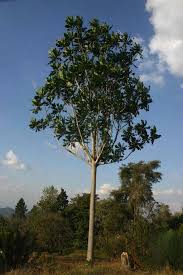 Image result for Anthocleista