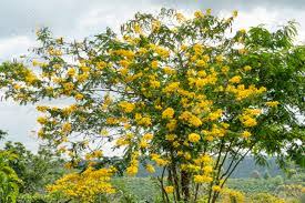 Image result for Senna spectabilis
