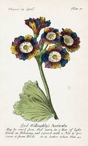 J Duke Compleat Florist Botanicals 1747 Botanical Illustration Flower Illustration Botanical Drawings