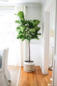 Piante Da Appartamento Arredamento Piante Da Interni Piante D Appartamento