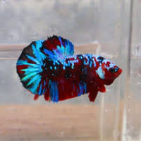 Ikan cupang line koi galaxy plakat betta fish warna indukan thailandrp75 000. Jual Cupang Galaxy Multicolor Di Jawa Barat Harga Terbaru 2021