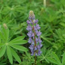 It is widespread in the eastern part of the usa (from texas and florida to maine) and minnesota, canada. Lupinus Perennis Sundial Wild Lupine From Prides Corner Farms