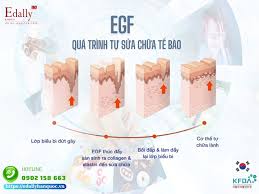 Yếu Tố Tăng Trưởng (Growth Factor) Là Gì Và Có Tất Cả Bao Nhiêu Loại?