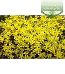 Sedum acre 'yellow queen' is een uitstekende rotsplant en bodembedekker. Sedum Acre Yellow Queen Ochitok Yidkij Yellou Kvin Landshaft Info