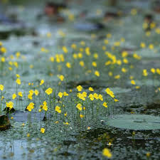 Image result for Utricularia subulata