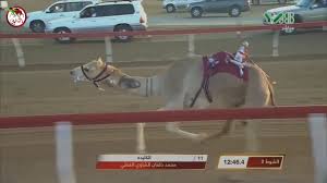 With insider tips, camel race schedules and places where you can watch the camels live at action, this guide will assist you in savoring an experience. Camel Race Uae Winner 2018 Youtube