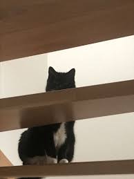 Lissy Ich Vermisse Dich Kleine Maus
