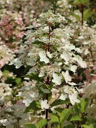 Deze pagina is voor het laatst bewerkt op 6 jul 2021 om 18:10. Rispenhortensie Mega Mindy Ilvomindy Hydrangea Paniculata Mega Mindy Ilvomindy Baumschule Horstmann