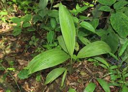 Image result for Curculigo