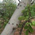 Image result for Markhamia zanzibarica