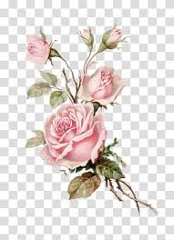 Pink Rose Illustration Flower Bouquet Garden Roses Floral Design Postcard Transparent Background Png Cl Rose Illustration Flower Painting Flower Illustration