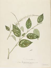 Image result for Pleurolobus