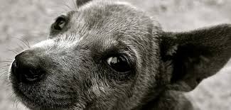 Dieses gewürz seit jahrhunderten nicht nur für die erkältung bekämpfung, aber. Giardien Beim Hund Ursachen Symptome Und Behandlung