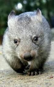 Australian Wombat Australian Native Animals Cute Animals Animals Beautiful