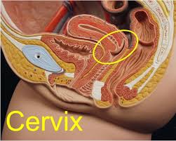 Image result for cervix position