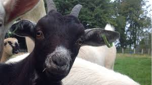 One goat is seen approaching the vehicle with its window open; What Zuckerberg S Goat Tells Us About Tech Billionaires Bbc News