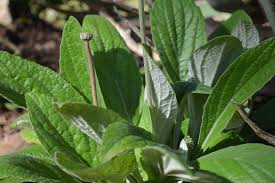 Image result for Haplocarpha scaposa