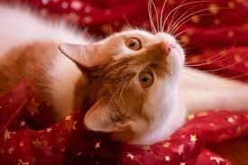 free image on pixabay cat red christmas cute kitten cats tabby cat pet owners