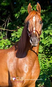 Black And Arabian Mix My Boy Rev Half Arabian Half Saddlebred Horse Horses Show Horses Horse Love