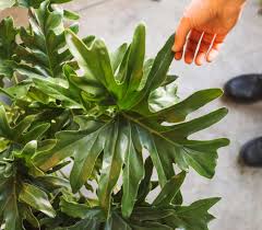 By jessica walliser comments (85). Philodendron Hope Selloum Aka Thaumatophyllum Bipinnatifidum Bka The Tree Philodendron Everyth In 2021 Philodendron Hope Philodendron Philodendron Hope Selloum Care