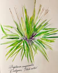 Image result for Digitaria sanguinalis