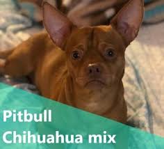 As a pitbull chihuahua mix full grown, it would need a lot of exercises. Pitbull Chihuahua Mix A K A Chipit Breed Info Characteristics And Pictures Animalso