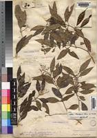 Image result for Olea chimanimani