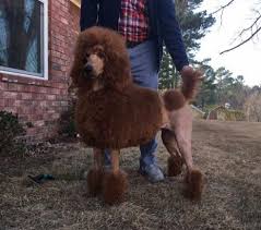 Black And White Standard Poodle Puppies For Sale Pin On Standard Poodle Breeders