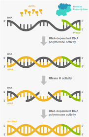 Reverse transcriptase, an enzyme encoded from the genetic material of retroviruses that catalyzes the transcription of retrovirus rna (ribonucleic acid) into dna (deoxyribonucleic acid). The Enzyme Responsible For Reverse Transcription Is
