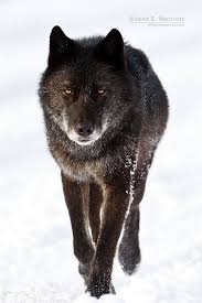 Pin By Cumblinset 521 On Lobos Wolf Photos Black Wolf Wolf Dog