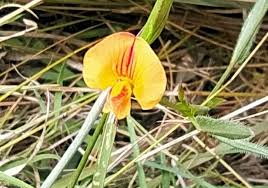 Image result for Rhynchosia holstii