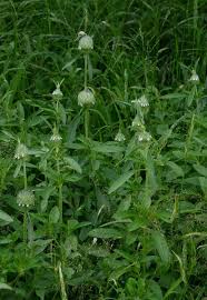 Image result for Acrotome hispida