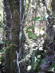 Image result for Pycreus fluminalis