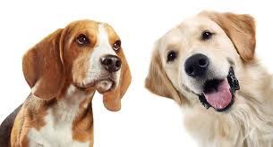 Golden Retriever Beagle Mix Two Of The World S Favorite Dog Breeds Meet